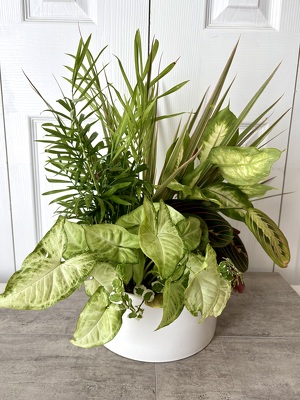 Ceramic Dish Garden 8 Inch from Aladdin's Floral in Idaho Falls